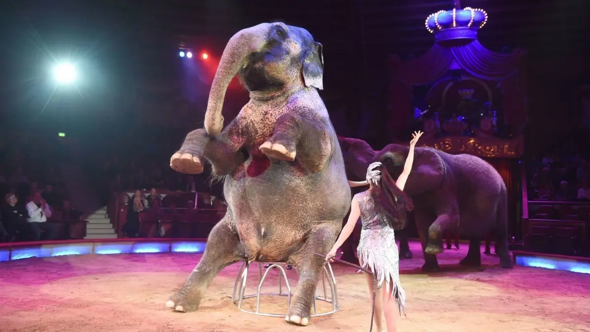 Elefanten im Zirkus – ist das noch zeitgemäß? Diese Frage wird kontrovers diskutiert.
ARCHIV - Jana Mandana Lacey-Krone tritt mit ihren Elefanten am 01.03.2016 in München (Bayern) im Circus Krone bei der Premiere des dritten Winterprogramms auf. (Zu dpa-Meldung: «Circus Krone übergibt Petition für Wildtiere in der Manege» vom 19.07.2017) Foto: Felix Hörhager/dpa +++ dpa-Bildfunk +++