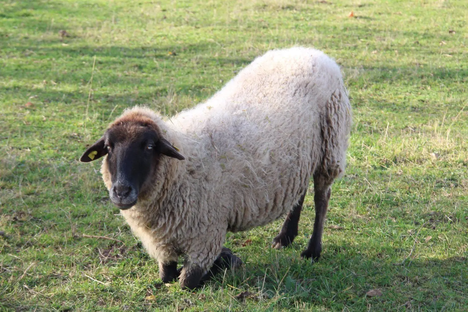 Das Schaf Wilma hat so verwachsene Klauen, dass es kaum mehr stehen möchte und beim Fressen lieber kniet.