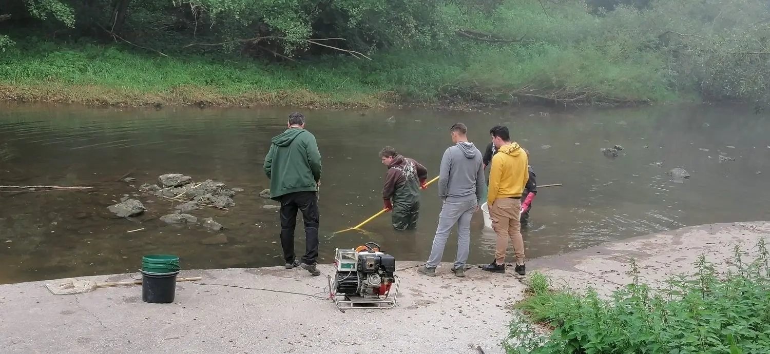Vor der Trockenlegung des etwa 80 Meter langen Bauabschnitts holen Mitglieder des Fischereivereins Gaildorf die Flussbewohner mit einem elektrischen Kescher aus dem Gewässer.