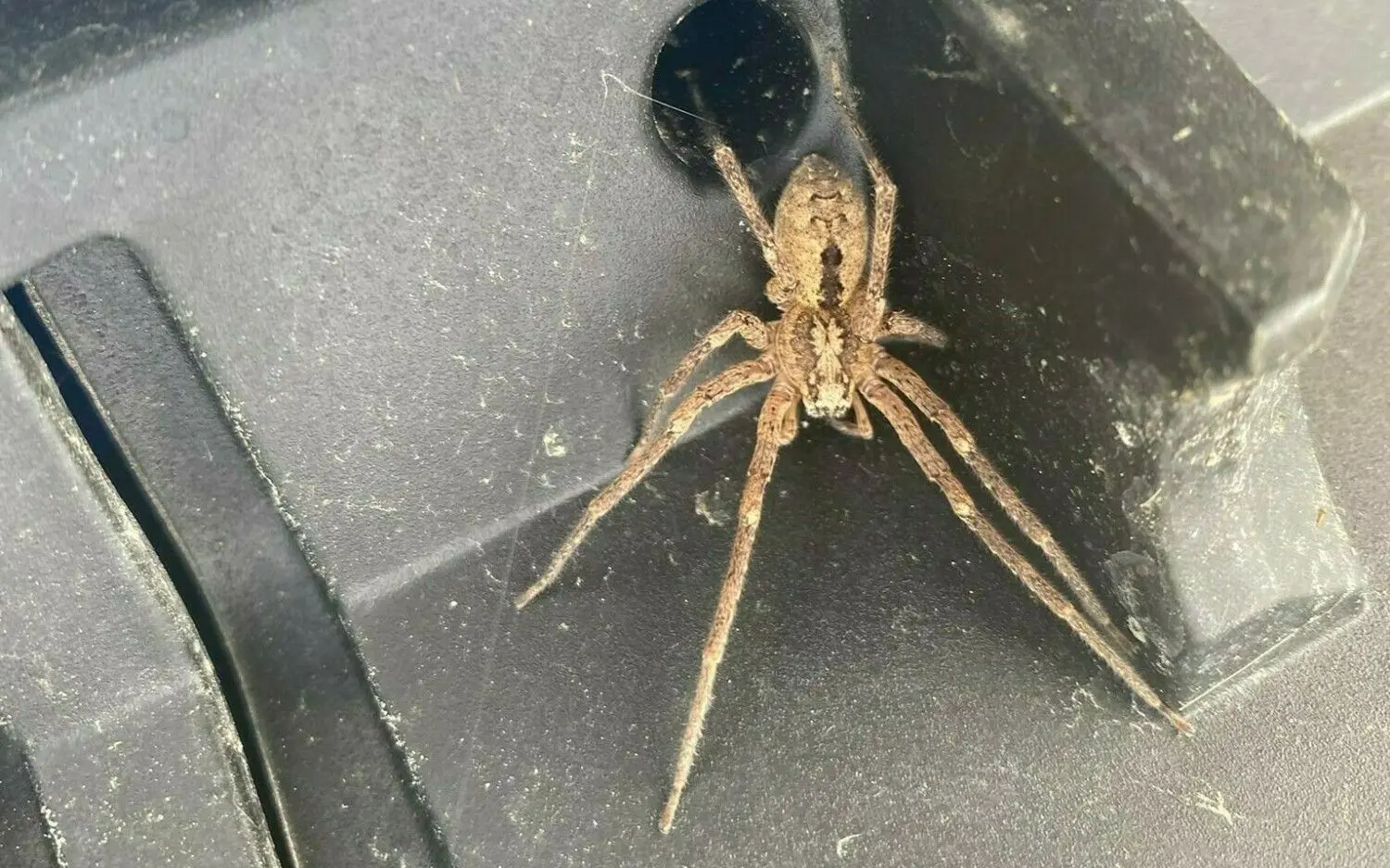 Die giftige Nosferatu-Spinne in Albershausen bei Göppingen.