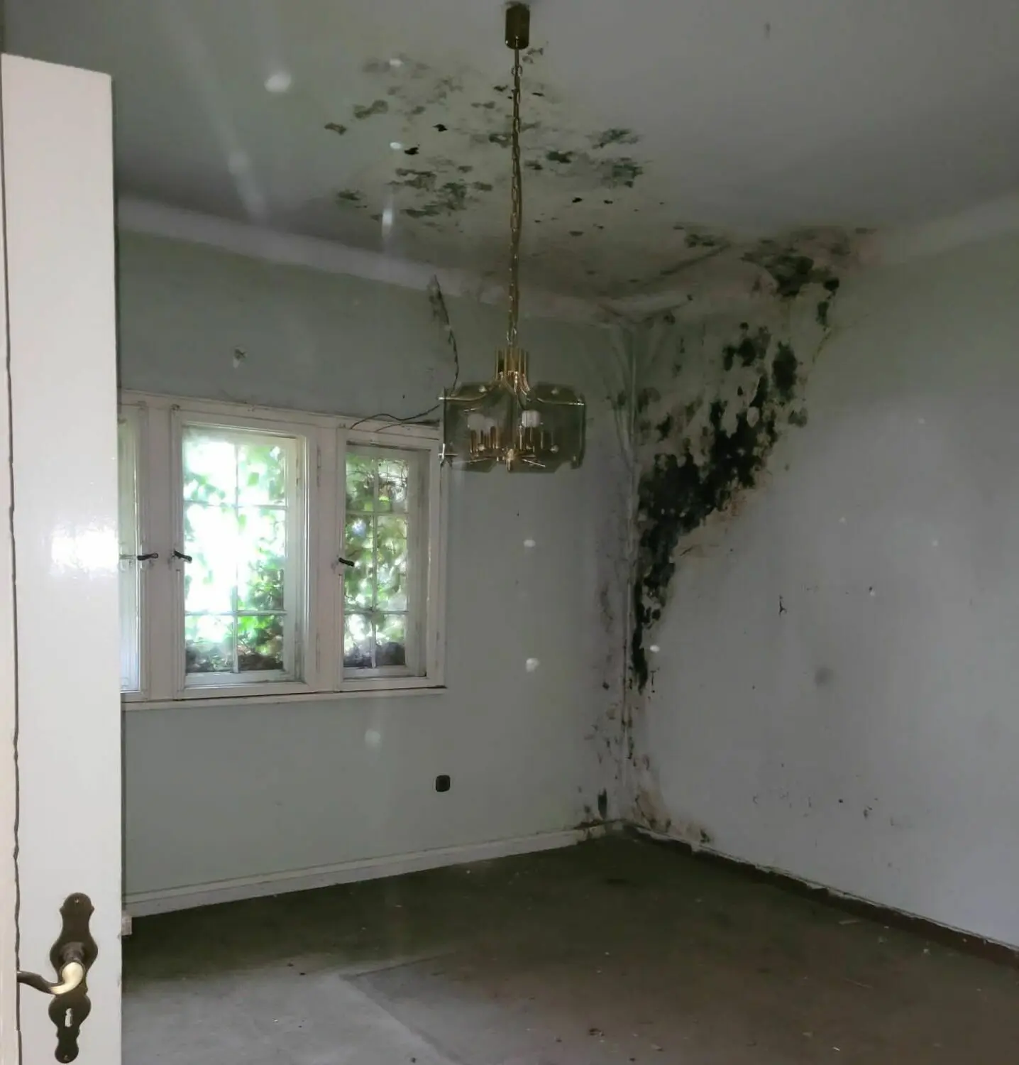 In dem alten Haus kommt der Efeu durch die Wand.