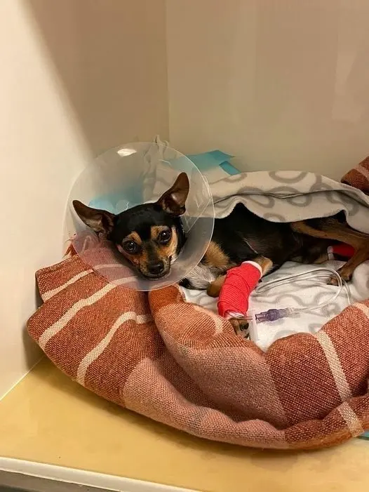 Bei dem schwerverletzten Hund handelt es sich um einen jungen Prager-Rattler-Mix oder Chihuahua.⇥
