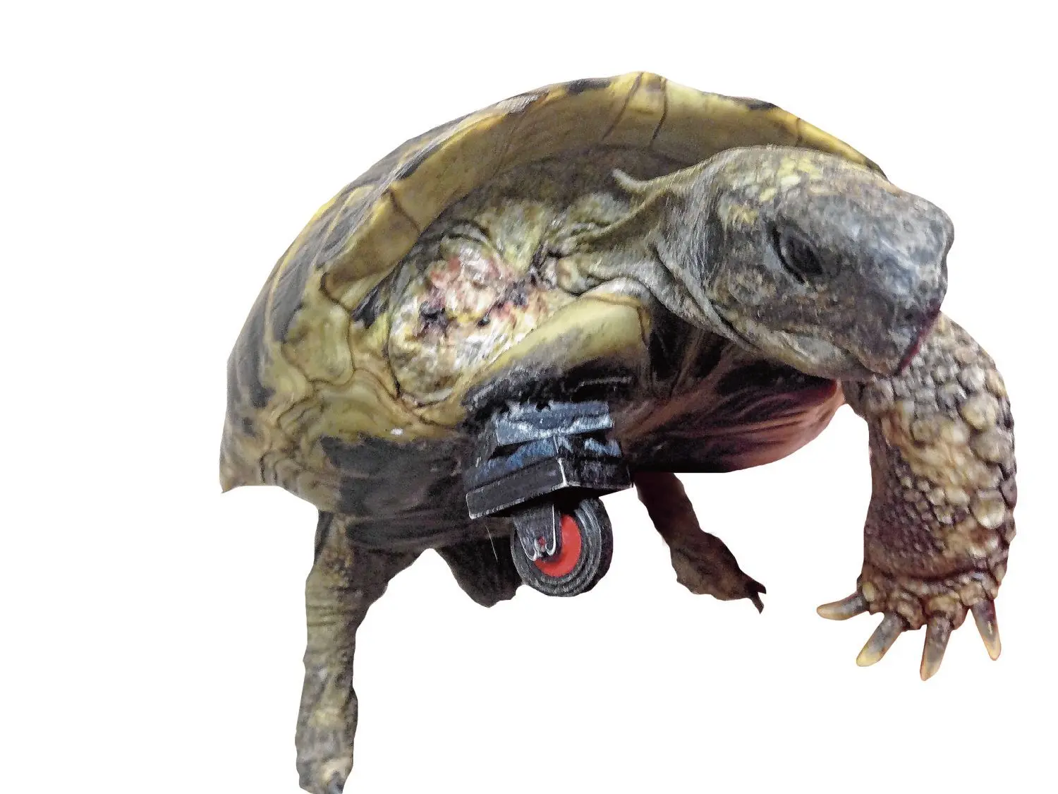 Eine Schildkröte mit Rollbein.⇥