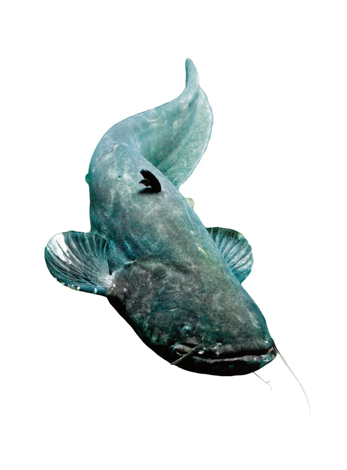 BEACHTEN: NPG-LIZENZ Lizenzfreie Stockfotonummer: 101791408 Underwater photo big Catfish (Silurus Glanis). Trophy fish in Hracholusky Lake - Czech Republic, Europe. - Bilder Download am 01. 03. 2019 für NORD Foto: ©Klet/Shutterstock.com