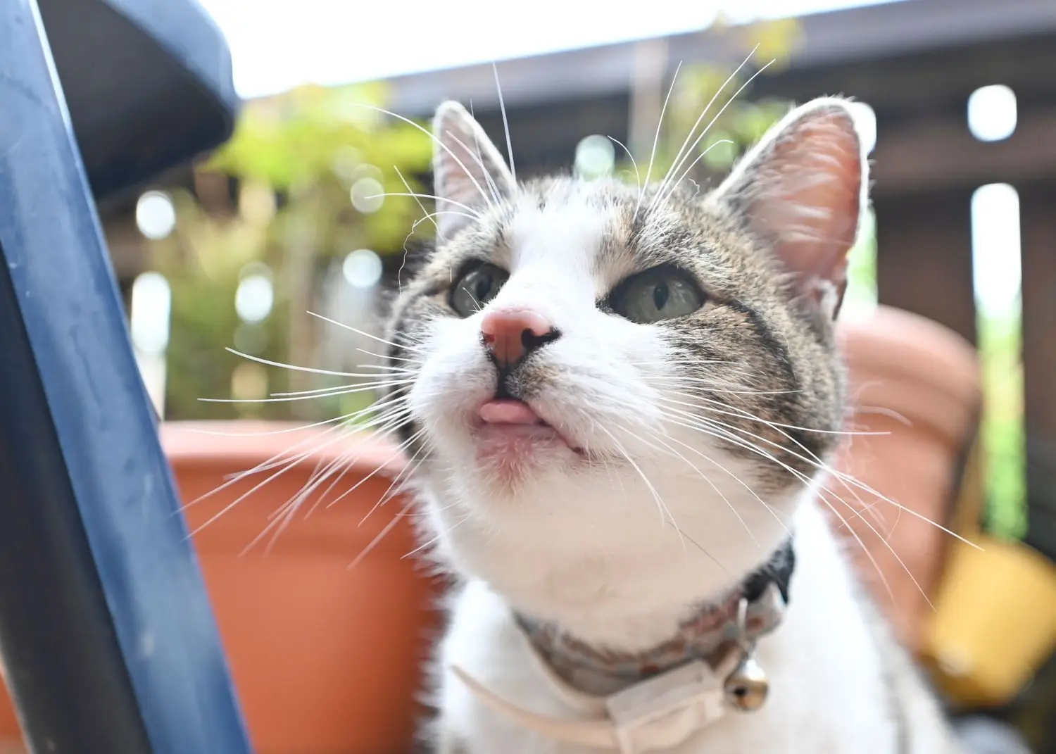 Was ist da los? Katze Mola guckt neugierig nach oben.