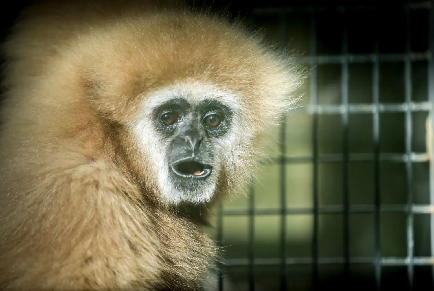 Das Gibbon-Männchen Pikachu ist etwas beunruhigt, als es fotografiert wird. Das Weibchen Momo hatte sich sofort versteckt . . .