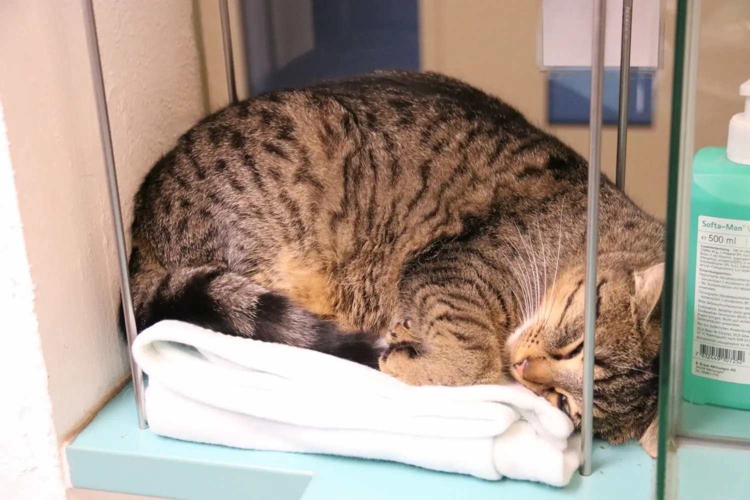 Katze Meggi gehört seit anderthalb Jahren zum Praxisteam.
