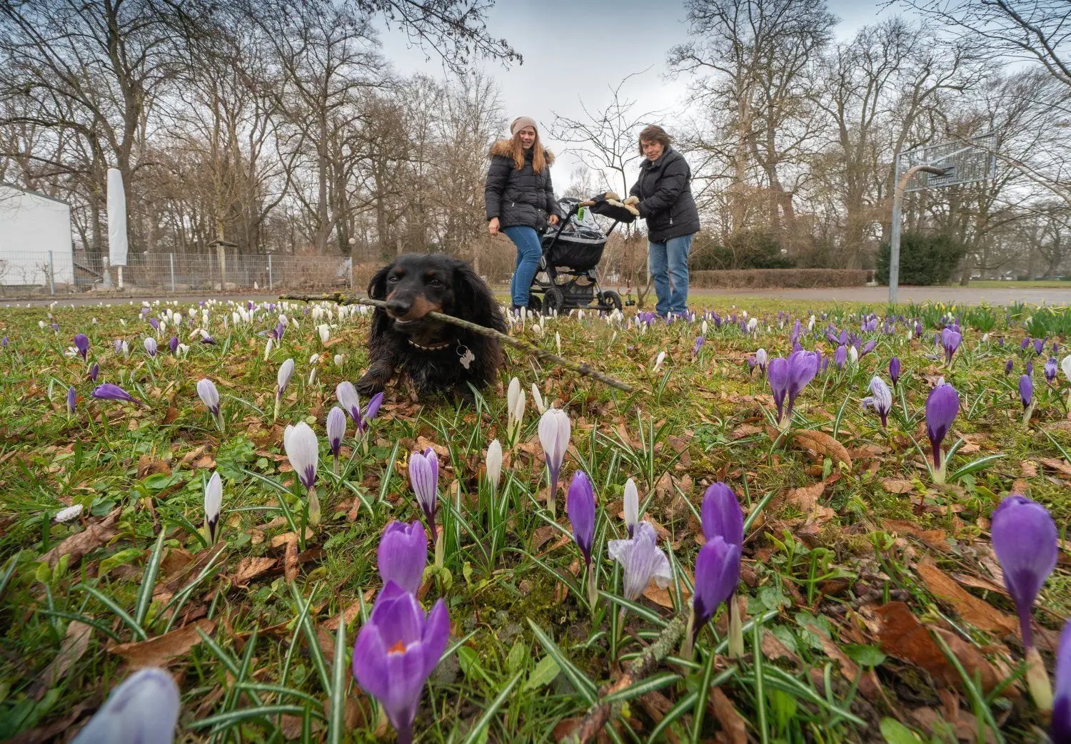 Beim Spaziergang Krokusse anschauen und Stöckchen holen – alles möglich in der Friedrichsau.⇥