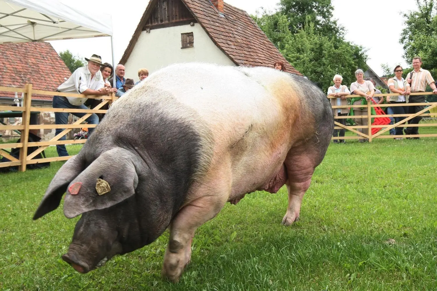 Hier ein Eber vom Schwäbisch-Hällischen-Landschwein. Über die Verwendung dieses Schweines gab es keinen Disput. Im Bildhintergrund (mit Hut) steht der Chef und Gründer der Bäuerlichen Erzeugergemeinschaft Schwäbisch Hall, Rudolf Bühler.