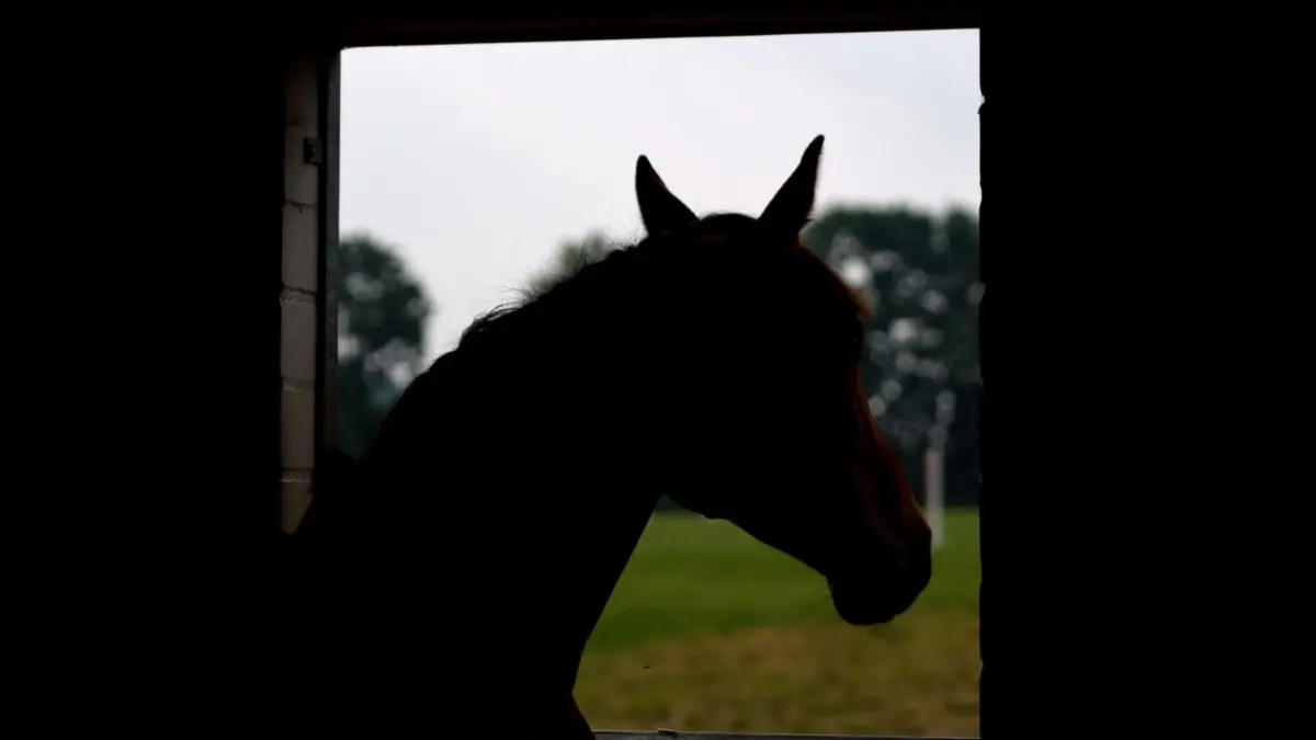 Ein Pferd schaut aus einem Stall. Der Ponyclub "Zu den flotten Hufen" ist bedroht. (Symbolbild)
ARCHIV - 07.08.2014, Schleswig-Holstein, Reher: Ein Pferd schaut aus einem Stall. Am 27.11.2020 urteilt der Bundesgerichtshof (BGH) in Karlsruhe im Streit unter Nachbarn um einen Pferdestall neben einem Einfamilienhaus. (zu dpa "BGH entscheidet Streit um Pferdestall neben Einfamilienhaus") Foto: Daniel Bockwoldt/dpa +++ dpa-Bildfunk +++