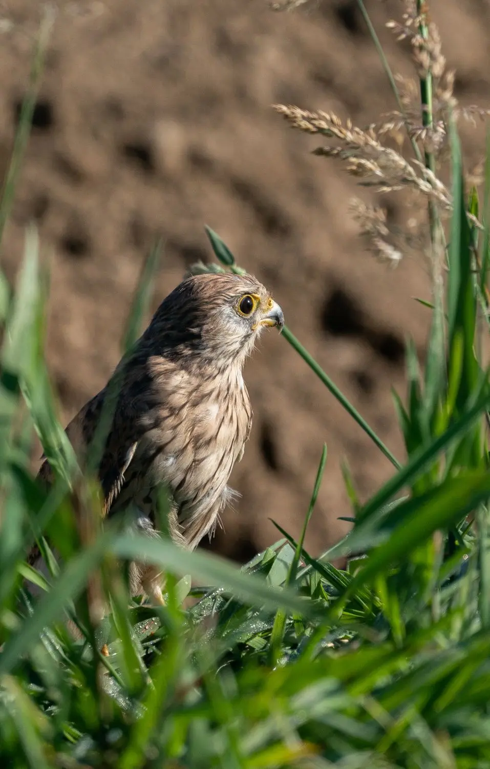 Der Falke landet zunächst auf dem Feld.