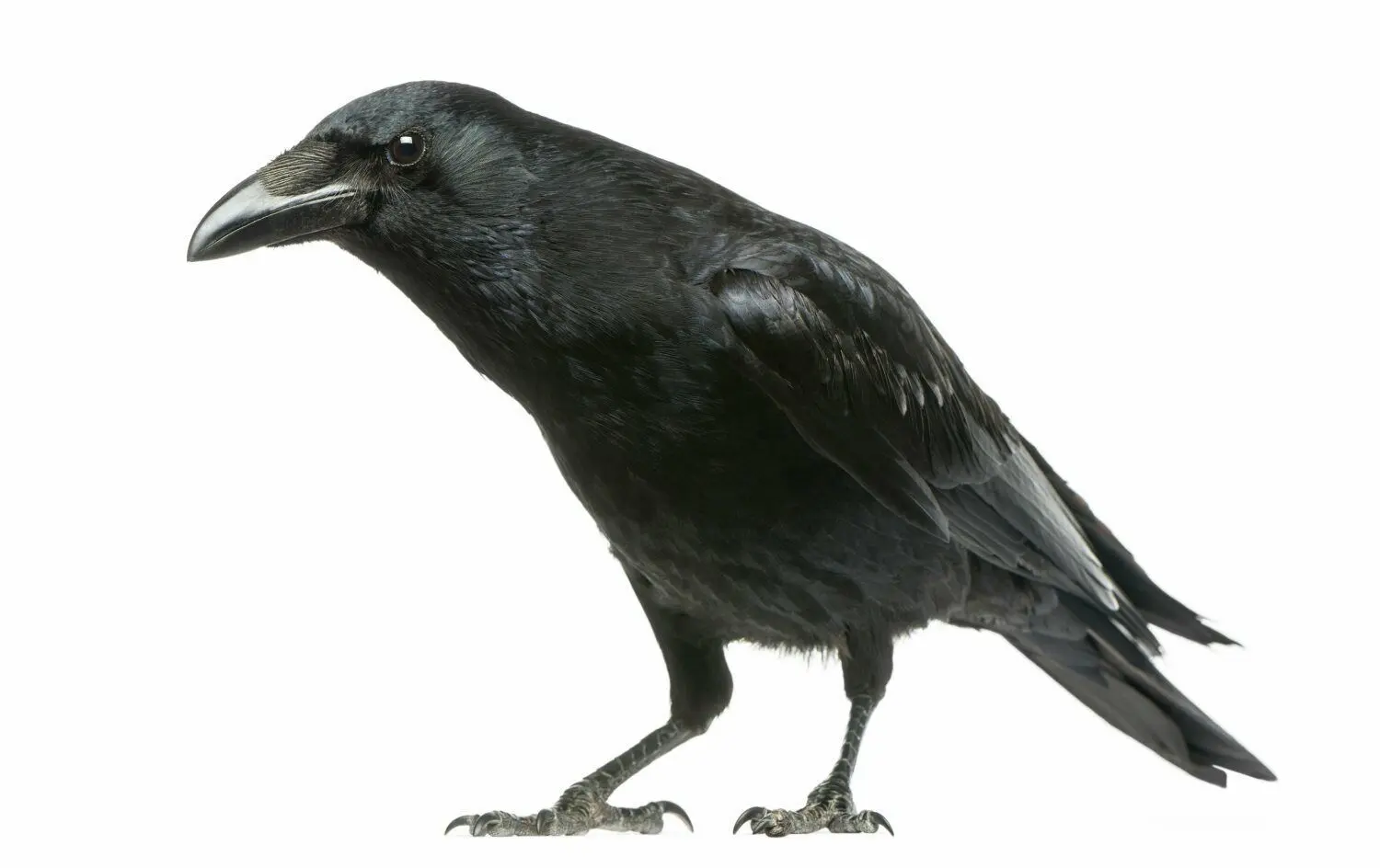 Wärme fördert Insekten, die Krähen auf den Platz bringen. ⇥