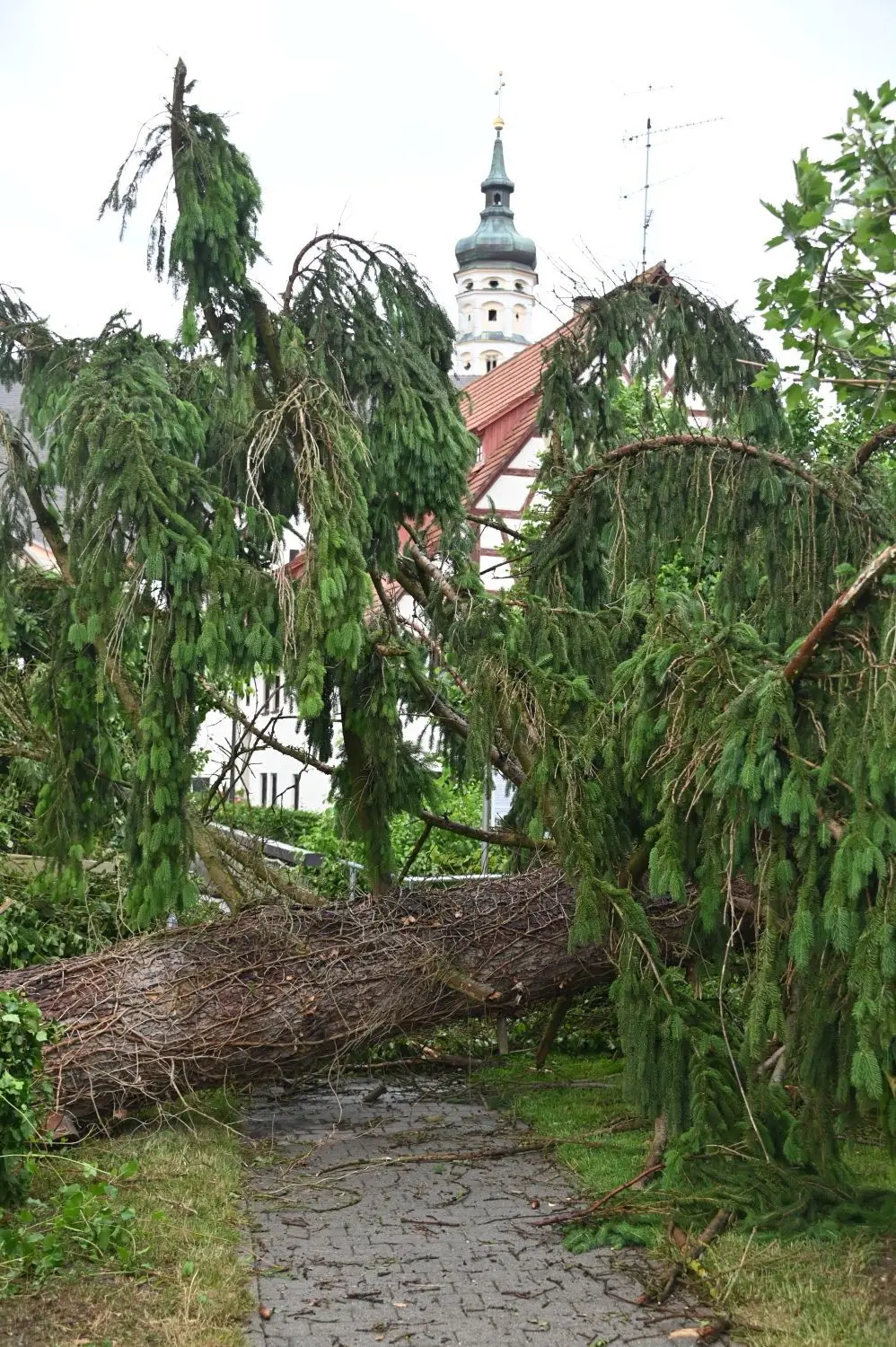 Am Stadtgraben riss der Sturm eine riesige Tanne um.