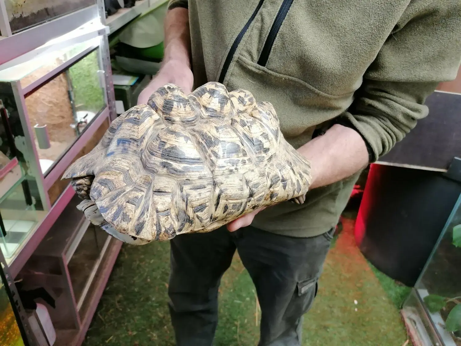 Falsche Diät: Diese Schildkröte hat Deformierungen am Panzer aufgrund von falscher Ernährung.