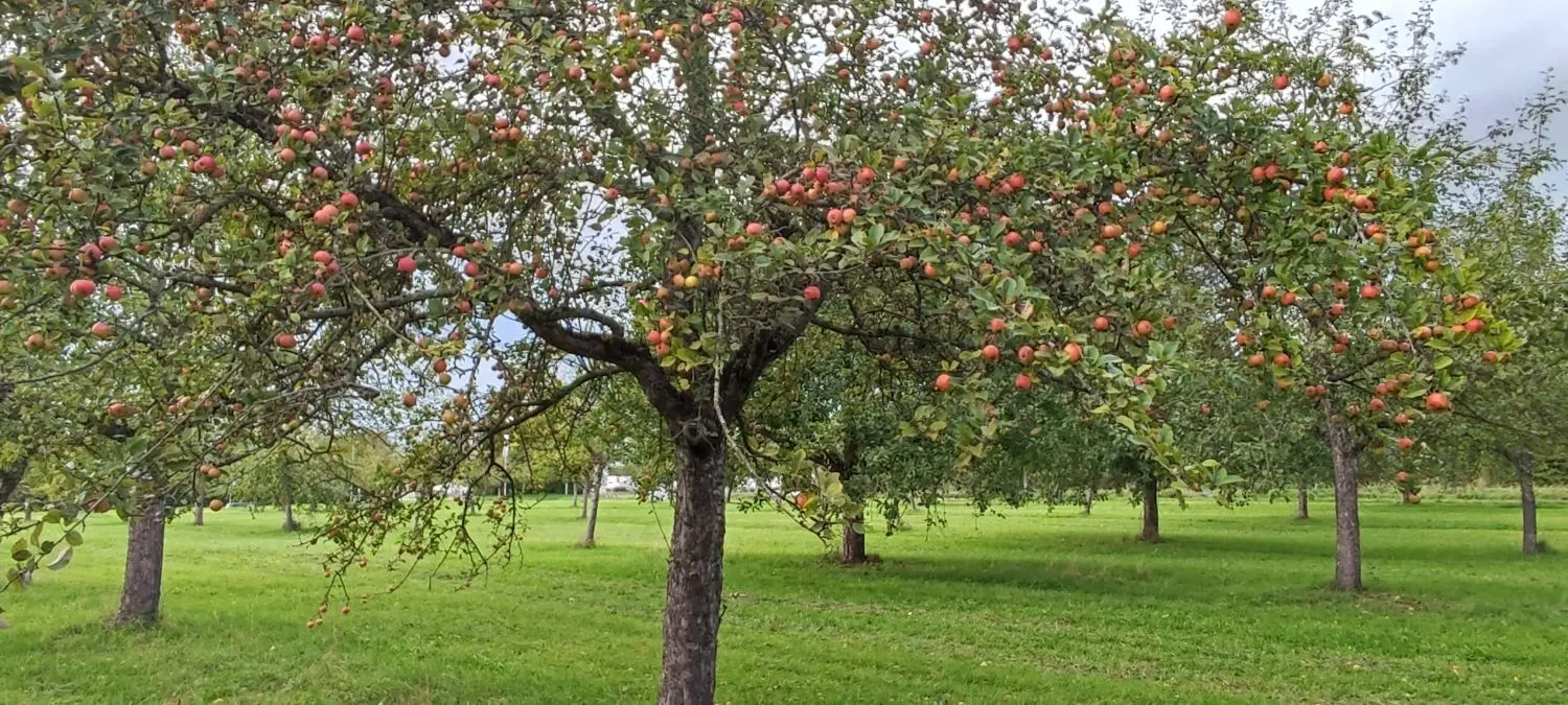 Etwa 90 Apfelbäume stehen auf der Vöhringer Streuobstwiese beim Autobahnzubringer, wo die Bürger kostenlos Obst ernten dürfen. ⇥