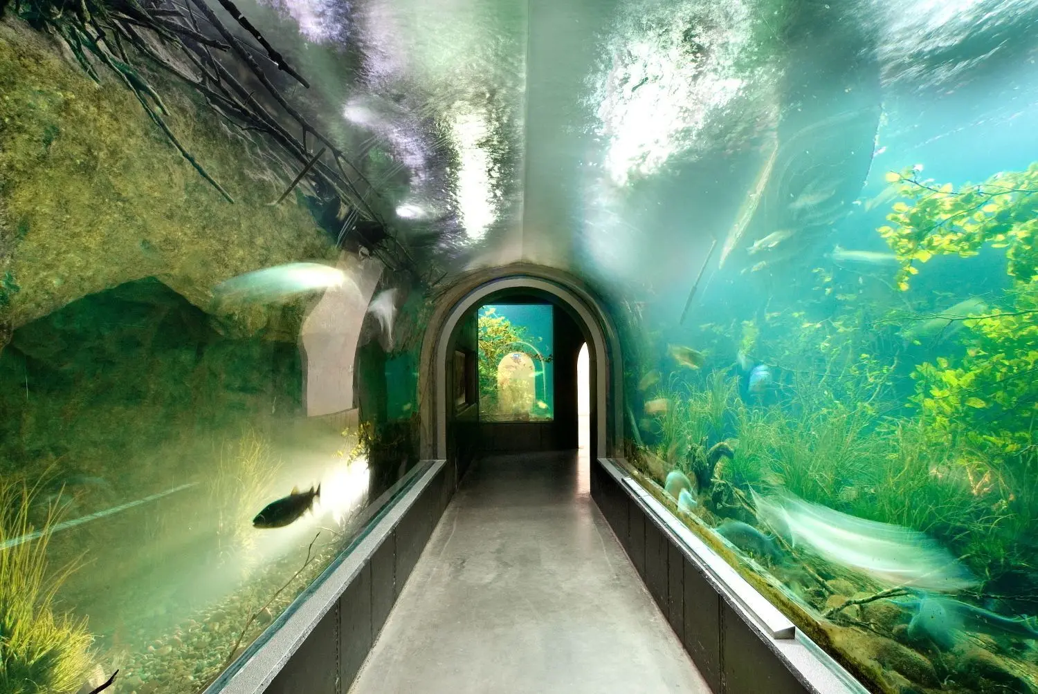 Das begehbare Aquarium zeigt einheimische Fischarten, die in der Nähe des Tiergartens auch in der Donau schwimmen.⇥