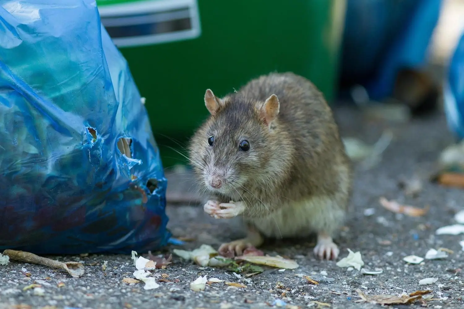 Eine Ratte hat im städtischen Gebiet einen Beutel mit Biomüll entdeckt und nimmt das Futterangebot dankbar an. In Gaildorf werden für die Nager Giftköder ausgelegt – allerdings professionell und gezielt in nicht zugänglichen Bereichen im Untergrund.⇥