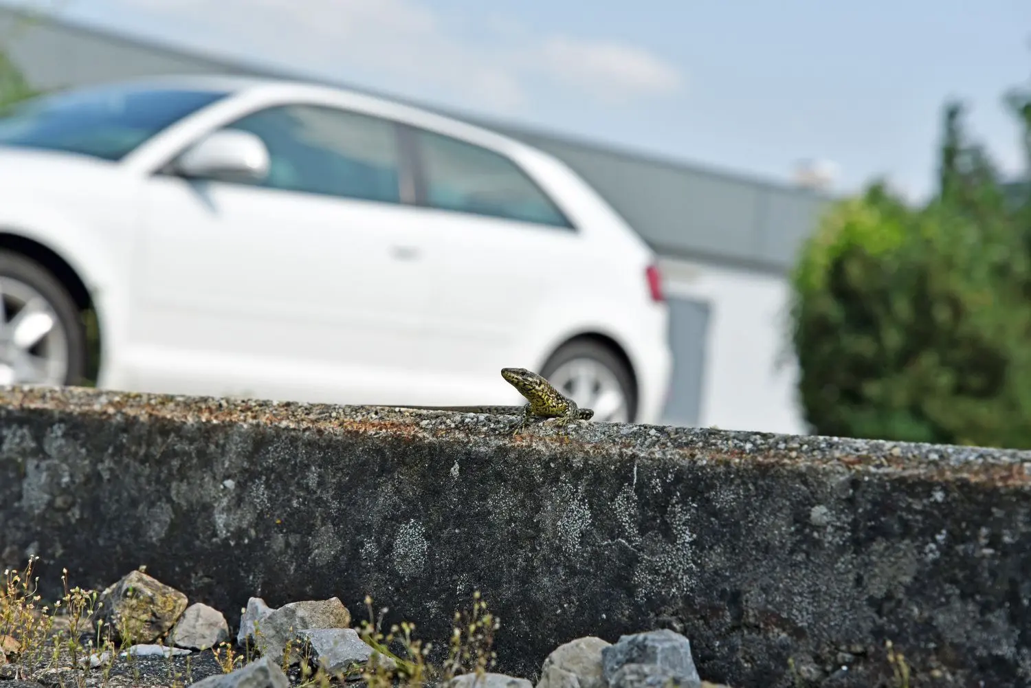 Mauereidechsen koexistieren mit Autos auf dem Kaufland-Parkplatz.