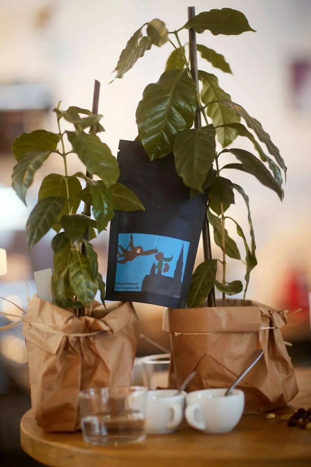 Ableger des Originales: Der Tiergarten spendierte für die Cupping-Teilnehmer kleine Kaffee-Pflanzen.
