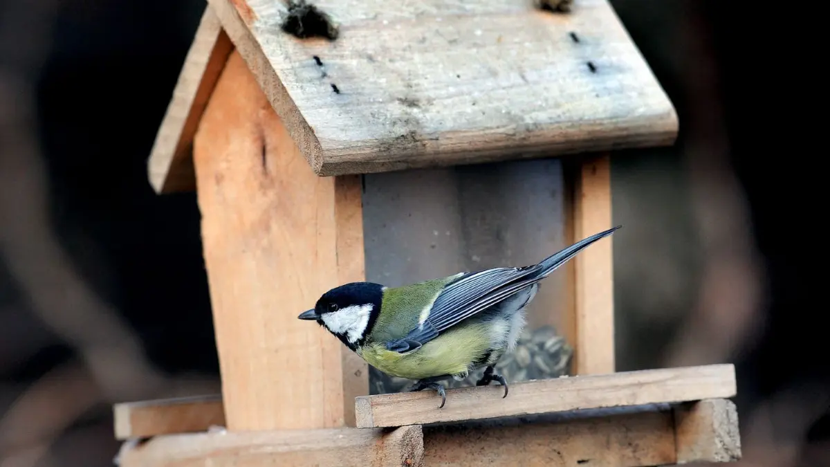 Die Kohlmeise ist seit 2011 stets unter den Top Zwei der am häufigsten vorkommenden Wintervögel im OSL-Kreis.
ARCHIV - 06.02.2012, Niedersachsen, Langenhagen: Eine Kohlmeise sitzt an einem Futterhäuschen in einem Garten. Am 10. Januar startet die Stunde der Wintervögel. Bis zum 12. Januar sollen Naturfreunde eine Stunde lang beobachten und anschließend melden, wie viele unterschiedliche Vögel an einem Standort zu sehen waren, erklärte der Naturschutzbund (Nabu) in Düsseldorf. Foto: Holger Hollemann/dpa +++ dpa-Bildfunk +++
