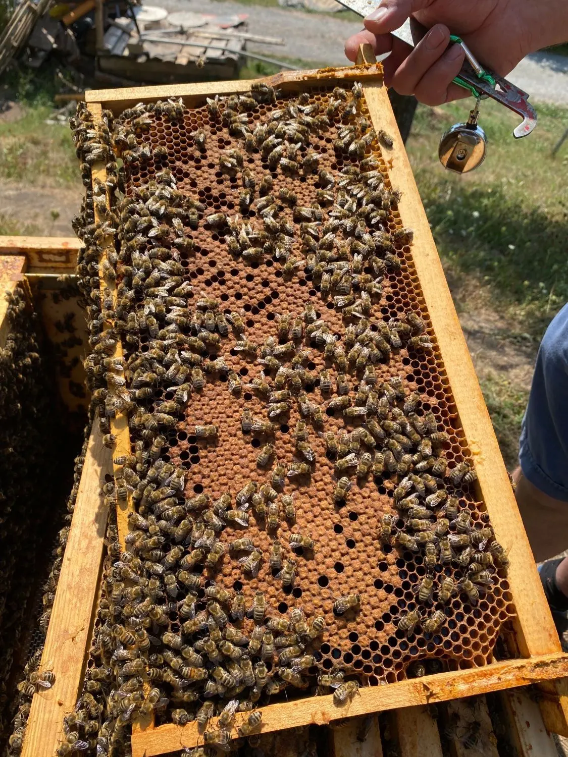 40 000 bis 80 000 Bienen leben in einem Stock.
