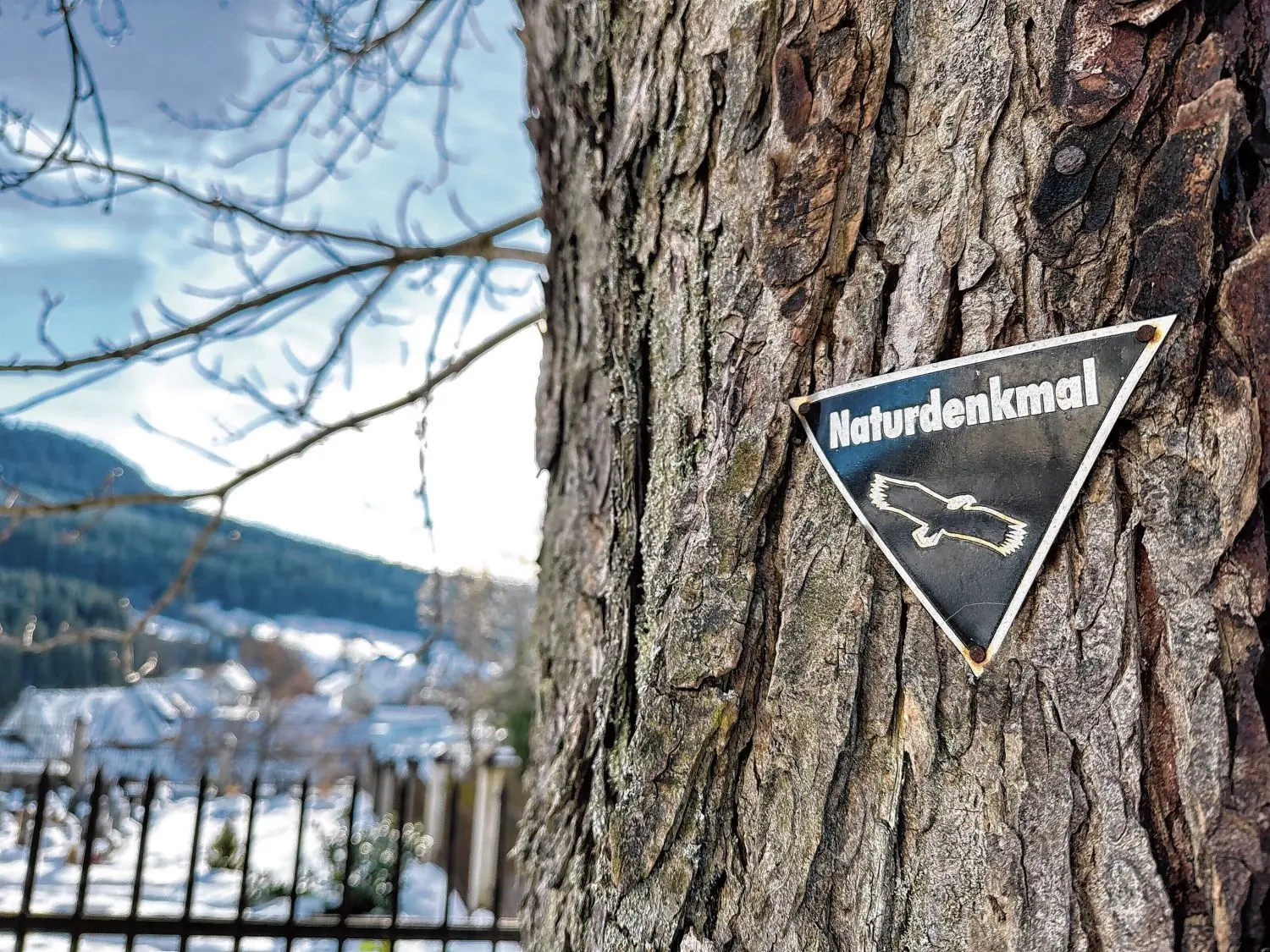 Werden nun endgültig umgesägt: Die alten Bäume in Hausen am Tann in der Nähe des Friedhofes.⇥