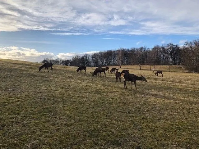 14 Hirsche und Hirschkühe sowie drei Wildsäue und vier Ziegen leben derzeit im Freiwildgehege auf dem Albgut. ⇥