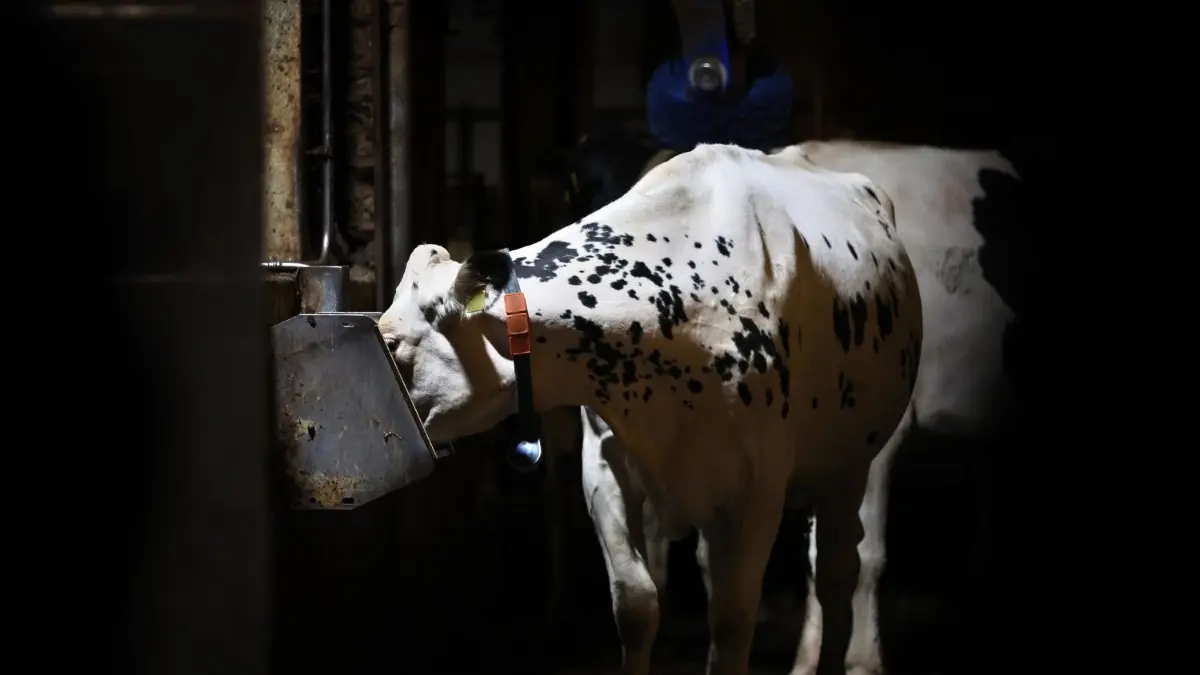 ARCHIV - 21.09.2023, Bayern, Jengen: Eine Kuh frisst am frühen Morgen in einem Kuhstall. (zu dpa: «Landwirt lässt krankes Rind zu Tode leiden») Foto: Karl-Josef Hildenbrand/dpa +++ dpa-Bildfunk +++