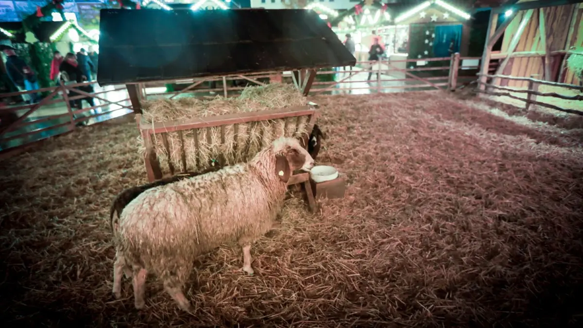 Am Montagabend ist der Ulmer Weihnachtsmarkt offiziell eröffnet worden. Bis zum 22. Dezember haben die Buden jetzt jeden Tag von 10 bis 20.30 Uhr geöffnet.
Eröffnung Weihnachtsmarkt
