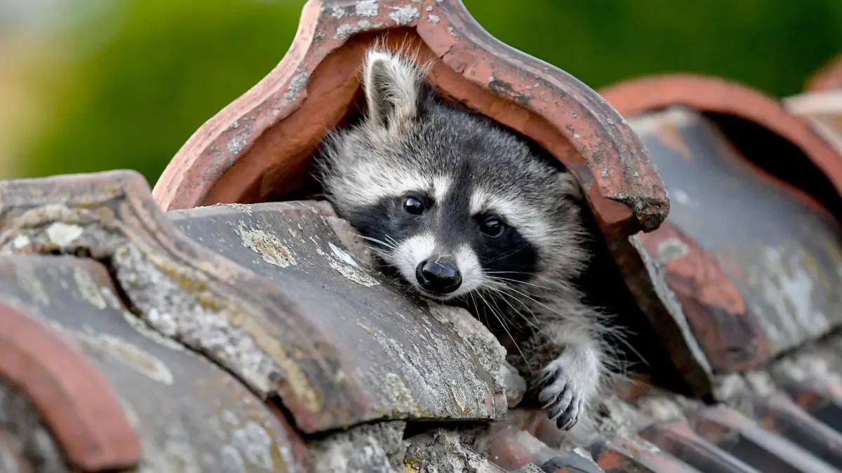 Wenn sie wollen, finden Sie ins Haus: Waschbären
