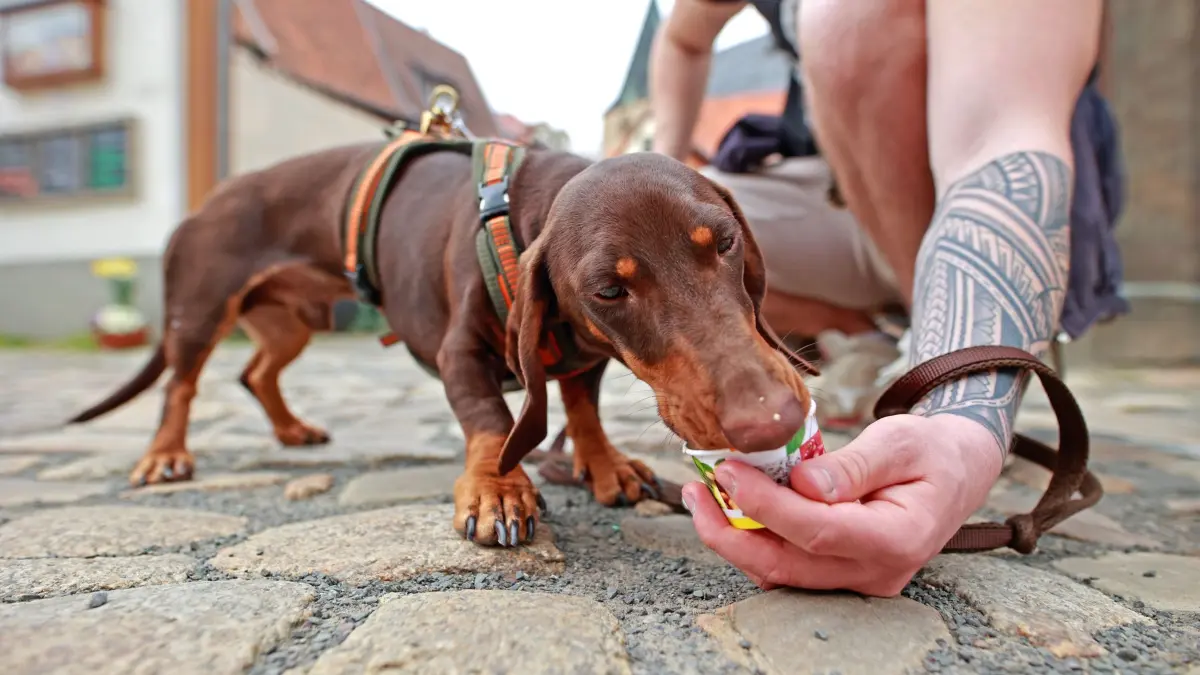 Hundeeis in Quedlinburg: 07.04.2024, Sachsen-Anhalt, Quedlinburg: Dackel Rudi bekommt von seinem Herrchen eine Portion Hundeeis zur Erfrischung. Ein Eiscafé in Quedlinburg bietet zwei Sorten Hundeeis für die Vierbeiner an. Zur Auswahl stehen Banane und Leberwurst. An warmen Tagen wie dem heutigen Sonntag eine willkommene Abkühlung. Foto: Matthias Bein/dpa +++ dpa-Bildfunk +++