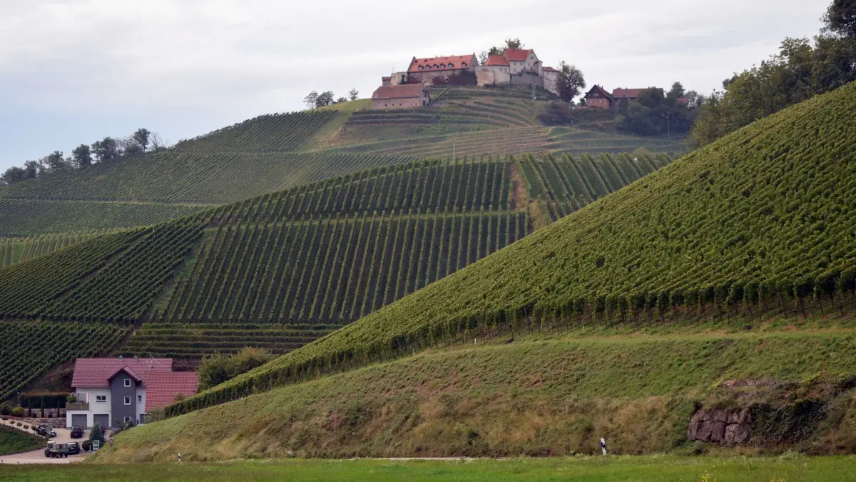 Mit Bollerwagen und Hex: Weinwandern am Schwarzwaldrand: HANDOUT - Bestimmt ein guter Ausblick von oben: Schloss Staufenberg. (zu dpa: «Mit Bollerwagen und Hex: Weinwandern am Schwarzwaldrand») Foto: Ernst Büscher/DWI/Deutsches Wein-Institut/dpa - Honorarfrei nur für Bezieher des dpa-Themendienstes +++ dpa-Themendienst +++