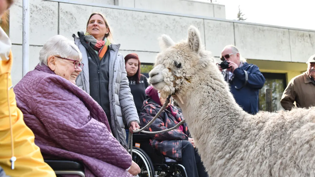 Tierischen Besuch bekamen die Bewohnerinnen und Bewohner des Munderkinger Seniorenzentrums St. Anna am Donnerstag: Vier Alpakas durften nach Herzenslust gestreichelt und gefüttert werden.