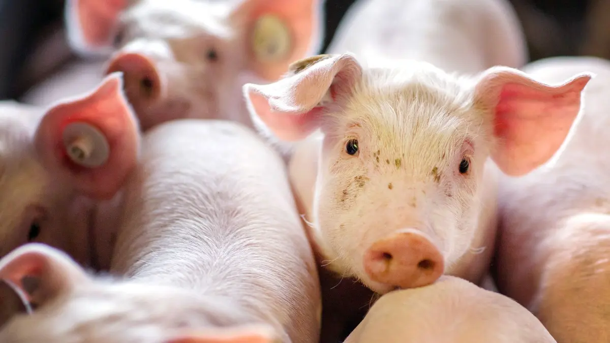 Schweinezucht: ARCHIV - 21.08.2014, NA, ---: Ferkel stehen in einer Box in einer Schweinezuchtanlage. (zu dpa: «Wieder mehr Schweine in MV-Ställen») Foto: Jens Büttner/dpa-Zentralbild/dpa +++ dpa-Bildfunk +++