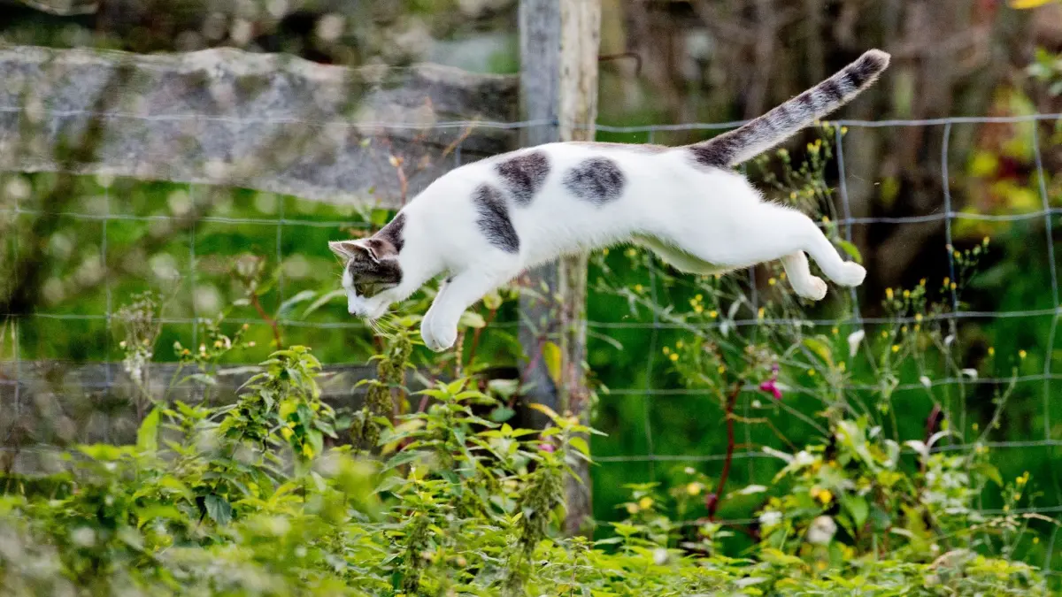 Katze im Garten: ARCHIV - 14.10.2014, Niedersachsen, Sehnde: Eine Katze springt in einem Garten in ein Gebüsch. In Sachsen-Anhalt gibt es erneut Diskussionen um die Kastrationspflicht bei Katzen. (zu dpa: «Streit um Kastrationspflicht bei Katzen: Ministerium setzt auf Vereine») Foto: Julian Stratenschulte/dpa +++ dpa-Bildfunk +++