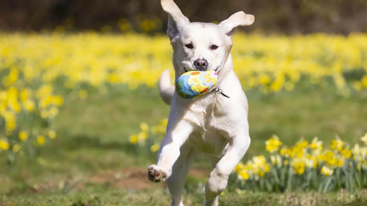 Labrador–Retriever–Mischling: ARCHIV - 27.04.2023, Großbritannien, Lesen: Ein Labrador-Retriever-Mischling rennt über eine Wiese. (zu dpa: «Labrador Retriever häufigste Hunderasse in Thüringen») Foto: David Parry/PA Wire/dpa +++ dpa-Bildfunk +++