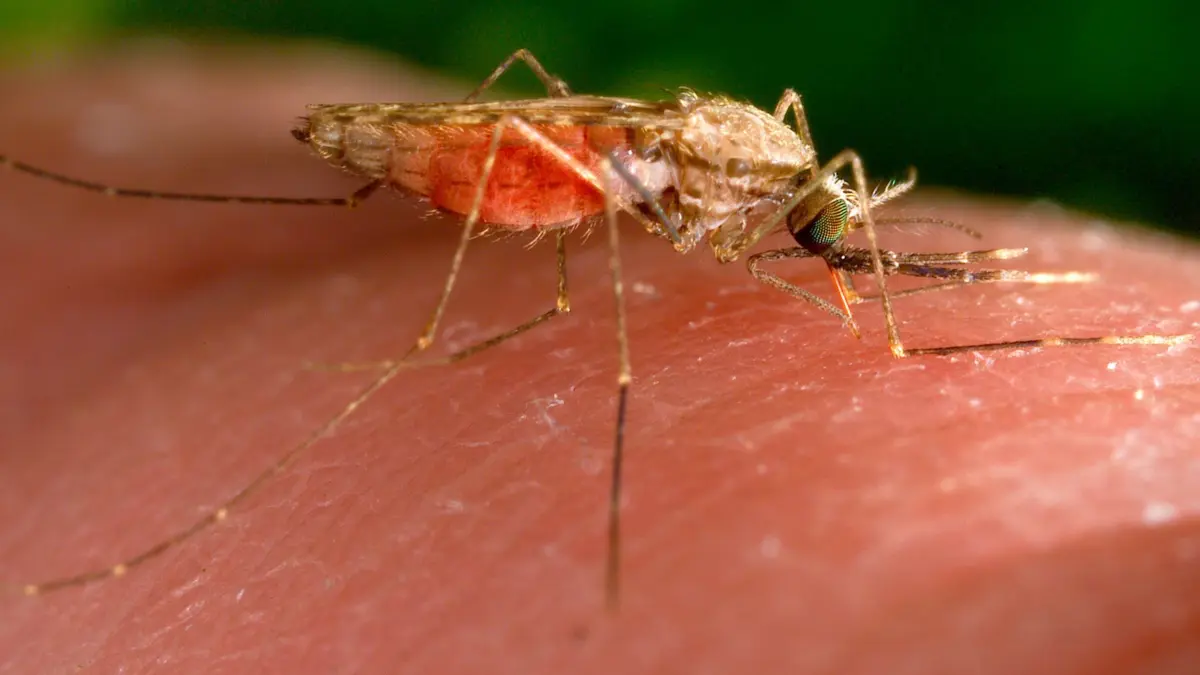 weibliche Anopheles–Mücke: HANDOUT - 27.06.2023, USA, -: Dieses von den US-Zentren für Seuchenkontrolle und -prävention 2014 zur Verfügung gestellte Foto zeigt eine weibliche Anopheles-gambiae-Mücke bei der Nahrungsaufnahme. (zu dpa: «Welt-Malaria-Tag: Besondere Gefahr für Schwangere») Foto: James Gathany/CDC/AP/dpa +++ dpa-Bildfunk +++