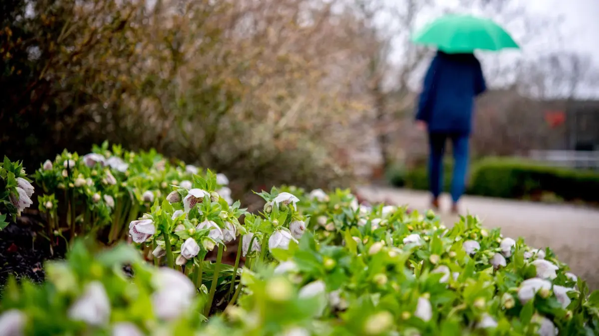 Wetter: ARCHIV - 09.02.2024, Niedersachsen, Bad Zwischenahn: Lenzrosen wachsen bei regnerischem Wetter in einem Beet im Park der Gärten. (zu dpa: «Aprilwetter 2024 machte seinem Ruf alle Ehre») Foto: Hauke-Christian Dittrich/dpa +++ dpa-Bildfunk +++