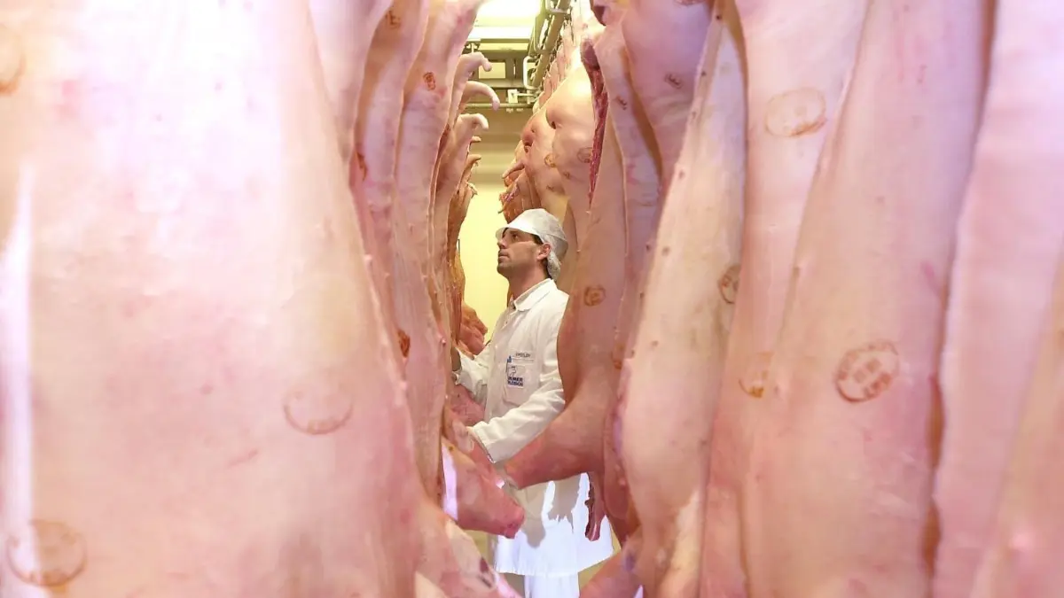 Der Ulmer Schlachthof braucht Unmengen an Strom für die Kühlung. Nun könnte man den Bedarf so optimieren, dass Produzent wie Abnehmer gedient wäre.
Stück an Stück hängen die Schweinehälften in der Kühlanlage der neuen Schweine-Schlachtstraße im Ulmer Schlachthof. Rund 20 Millionen Mark wurden in den Schlachthof investiert.