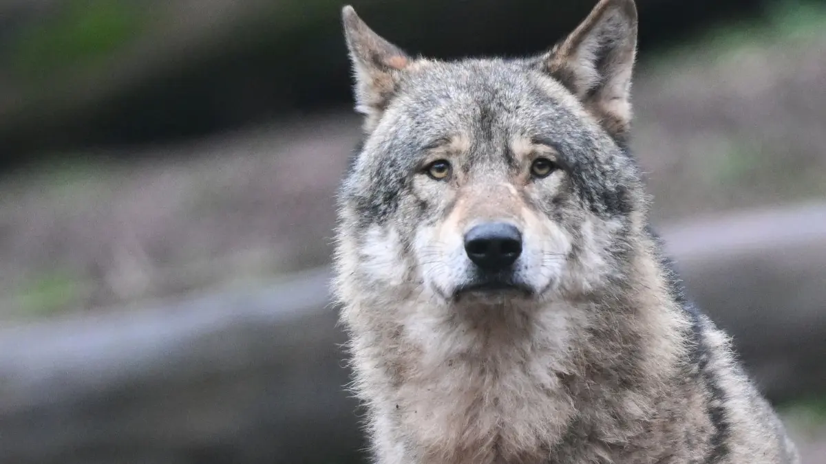 Ein Wolf im Gehege im Tierpark Wildparadies Tripsdrill. Bei der Hornisgrinde ist jetzt ein weiterer, wild lebender, Wolf festegestellt worden.
ARCHIV - 24.01.2023, Baden-Württemberg, Cleebronn: Ein Wolf läuft auf Futter wartend durch ein Gehege im Tierpark Wildparadies Tripsdrill. (zu dpa: «Fünfter sesshafter Wolf im Südwesten streunt an der Hornisgrinde umher») Foto: Bernd Weißbrod/dpa +++ dpa-Bildfunk +++
