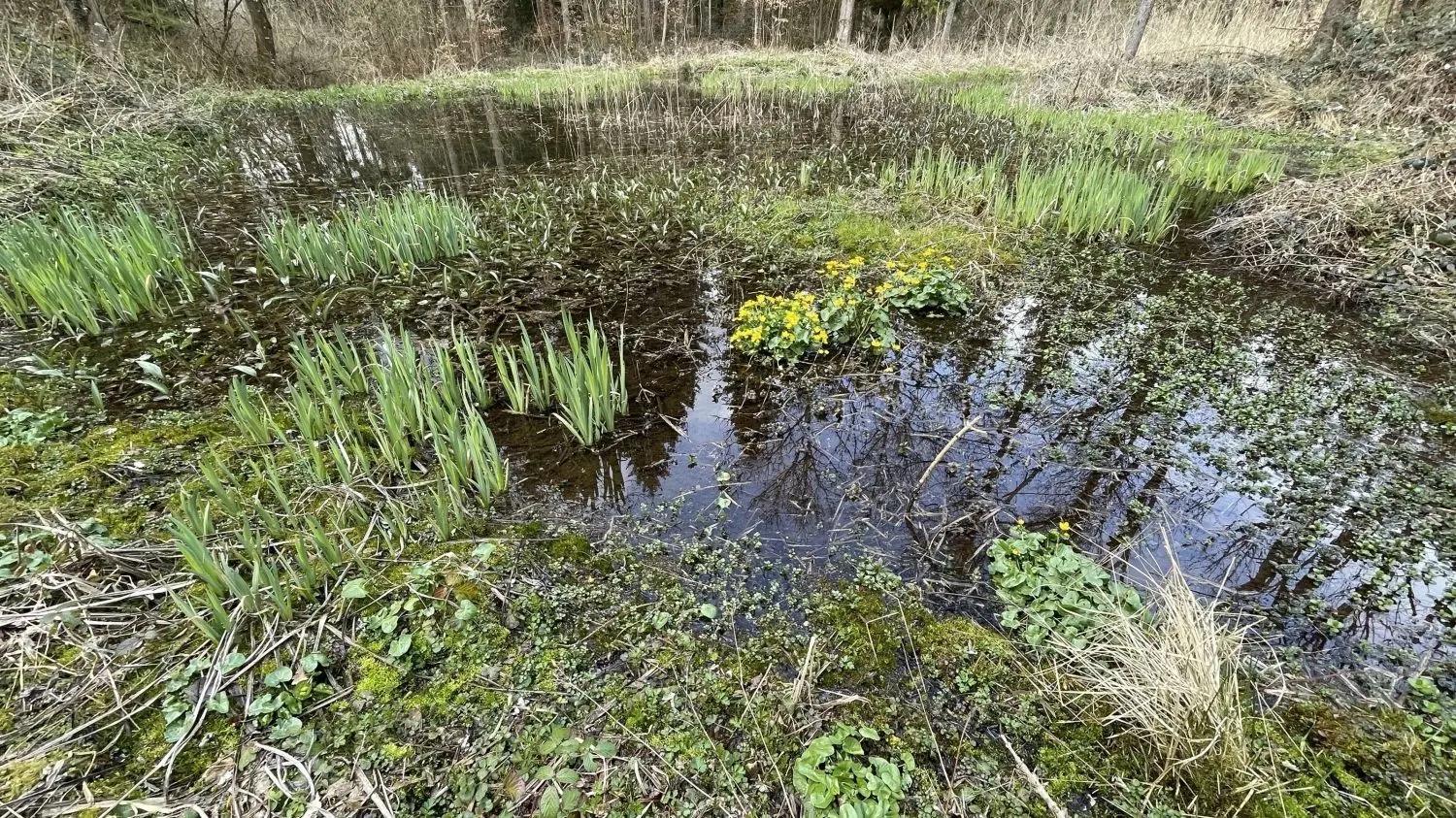 Von ihm wissen wahrscheinlich nur wenige Leute: Ein versteckter Quellsee unterhalb des Mössinger Bergrutsches.⇥