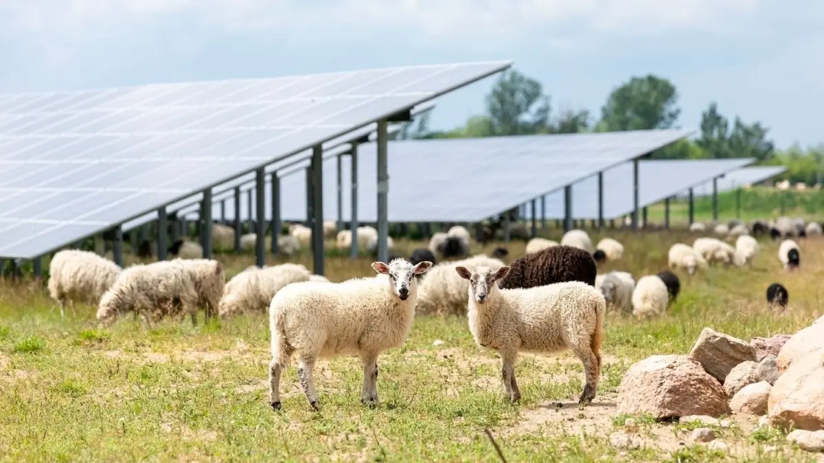 Der EnBW–Solarpark Weesow–Willmersdorf bei Werneuchen gehört zu den größten Anlagen in Europa. Möglich ist, dass auch in Chossewitz bei Friedland Schafe unter Solarpanels weiden können.
Der EnBW-Solarpark Weesow-Willmersdorf bei Werneuchen gehört zu den größten Anlagen in Europa. Ob auch in Chossewitz bei Friedland Schafe unter Solarpanels weiden können, ist unklar.