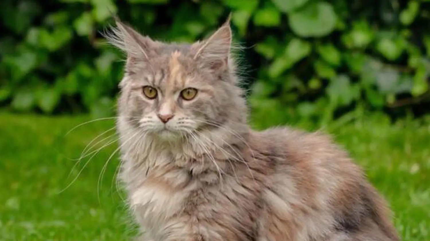 Eine Maine-Coon-Katze wie diese musste in Bodelshausen von der Feuerwehr zwischen Heizöltanks gerettet werden (Symbolfoto).