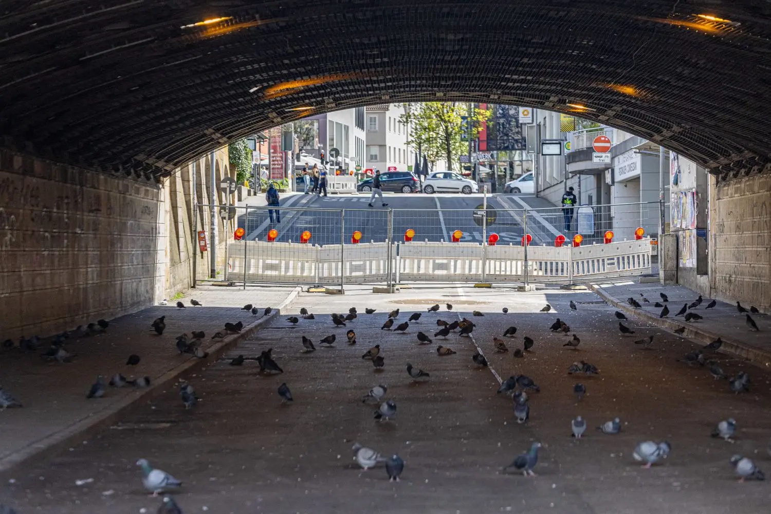 Nachdem das Abwehrnetz installiert wurde, haben die Tauben ihre Nester gesucht. Mittlerweile ist die Straße Unter den Linden wieder für den Verkehr freigegeben – es kommt zu gefährlichen Situationen.