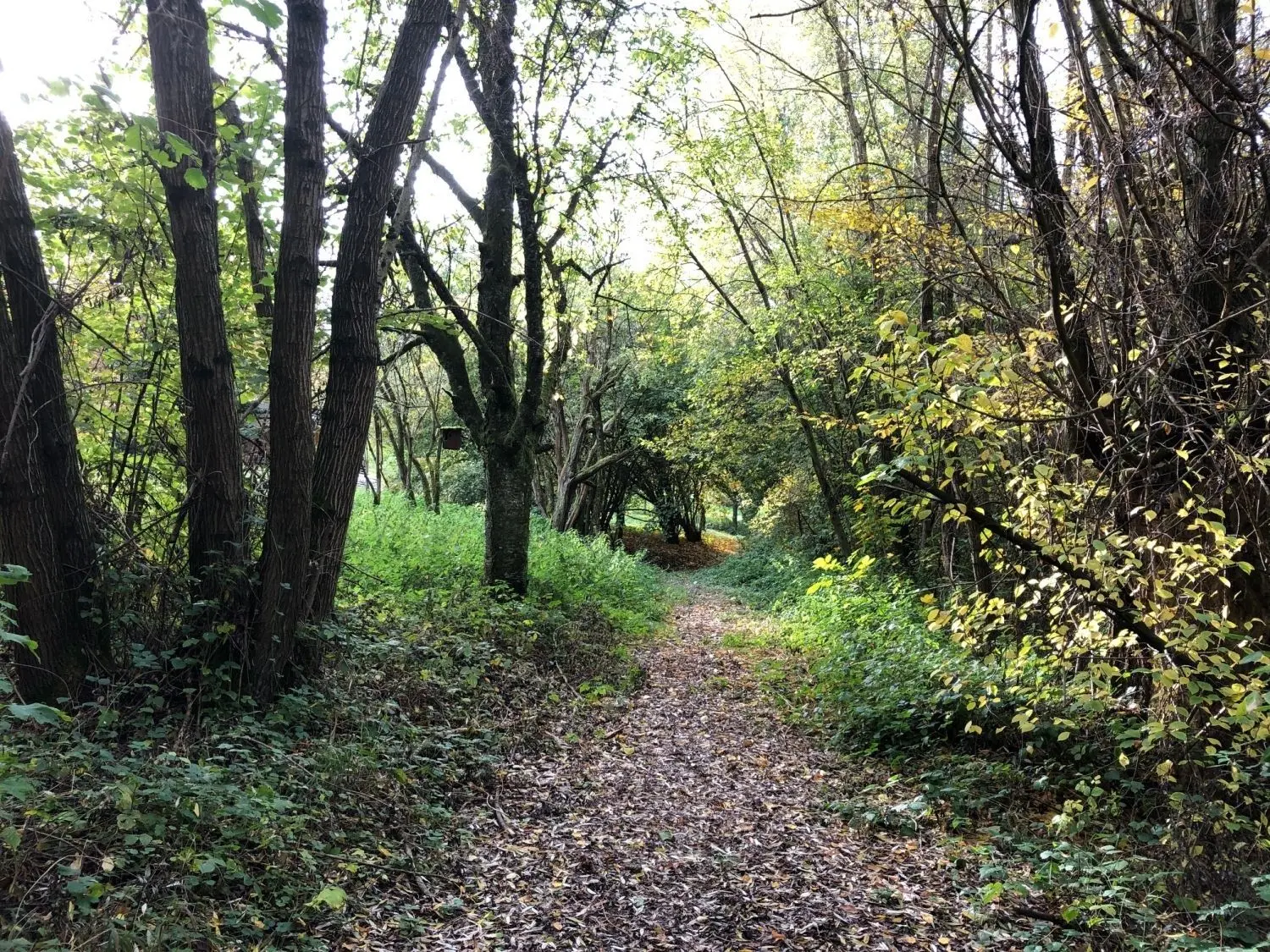 Auf der Suche nach Erholung in der Natur: Ein eigens dafür angelegter Wanderweg im Wald bei Metzingen.