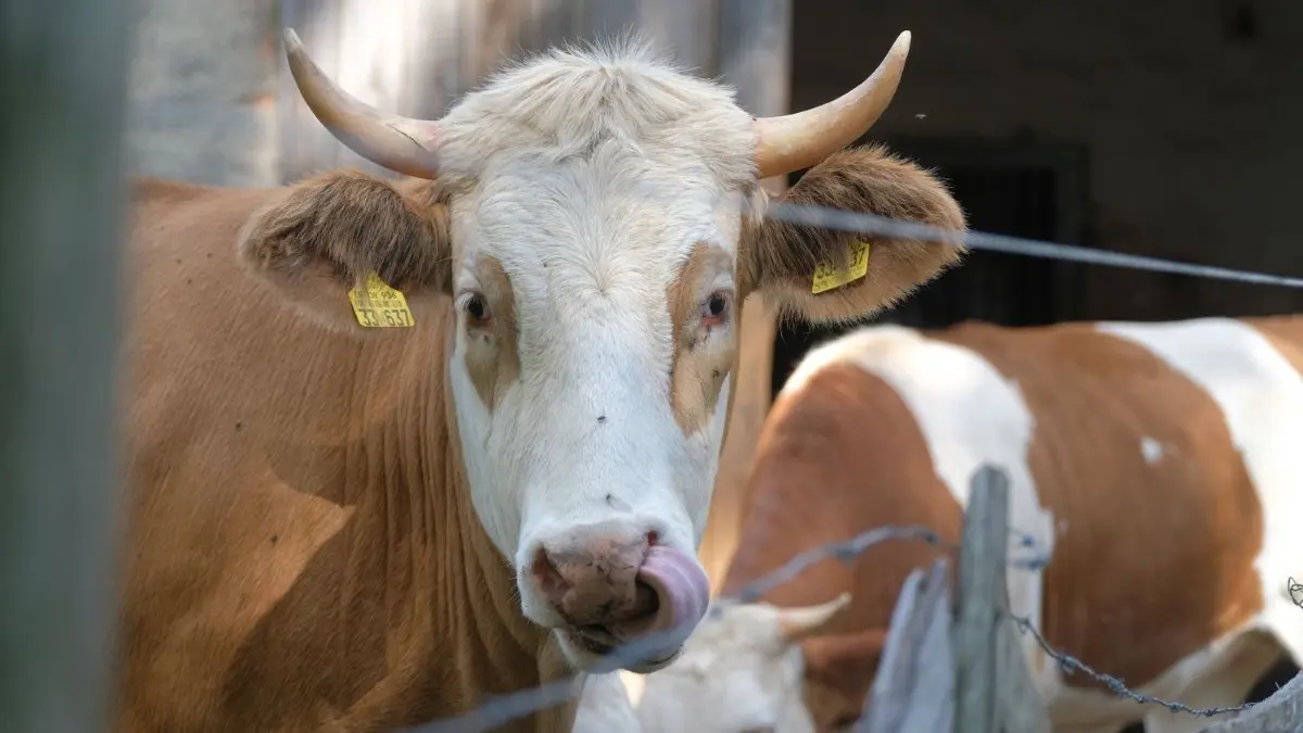 Weniger Rinder in der Region heißt: Betriebe geben auf.
Landwirtschaft Tannenhaof Bazlen Rind Mähdrescher