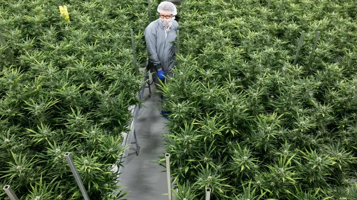 Alle Infos zu den Cannabis–Clubs und Anbauvereinigungen gibt es hier zusammengefasst.
ARCHIV - 15.06.2022, Sachsen-Anhalt, Leuna: Der Präsident von Aurora Europe begutachtet Cannabispflanzen in einem Blütenraum der Produktion im Chemiepark Leuna. Der Bundesrat hatte am 22. März den Weg zur Teil-Legalisierung von Cannabis zum 1. April freigemacht. Foto: Hendrik Schmidt/dpa +++ dpa-Bildfunk +++