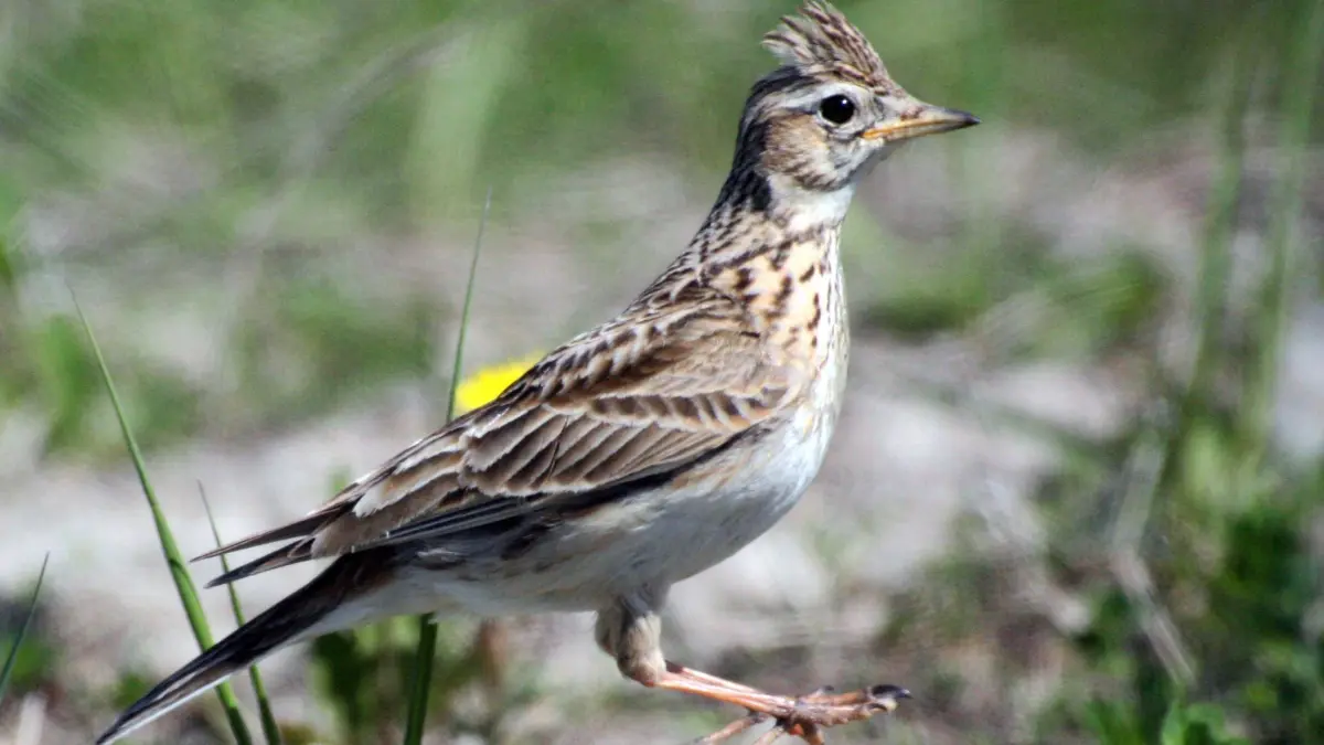 Frankreichs Staatsrat schränkt Vogeljagd weiter ein: ARCHIV - 04.05.2008, Brandenburg, Spremberg: Eine Feldlerche im Rekultivierungsgebiet des Tagebaus Welzow-Süd. Frankreichs Staatsrat hat die Jagd auf Vögel weiter eingeschränkt. Das höchste Verwaltungsgericht des Landes stufte die Jagd auf Lerchen mit Netzen und Käfigen als illegal und nicht mit dem EU-Recht vereinbar ein. (zu dpa: «Frankreichs Staatsrat schränkt Vogeljagd weiter ein») Foto: Andreas Neuthe/dpa +++ dpa-Bildfunk +++