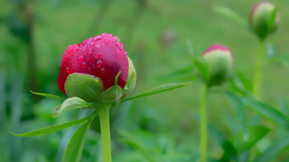Kommende Bl?tenpracht. Knospen der Pfingstrose nach einem Regenschauer. Eisen?rzt Bayern Deutschland *** Coming into blo: Kommende Bl?tenpracht. Knospen der Pfingstrose nach einem Regenschauer. Eisen?rzt Bayern Deutschland *** Coming into bloom Peony buds after a rain shower Eisen?rzt Bavaria Germany Copyright: xRolfxPossx