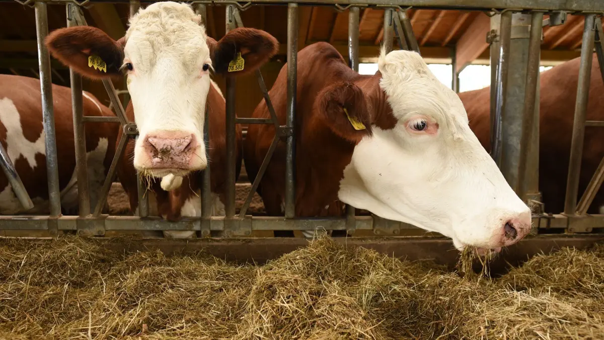 Blauzungenkrankheit bedroht Rinder: ARCHIV - 20.05.2016, Bayern, Krün: Kühe stehen in einem Stall. Neben Schafen können sich auch Rinder mit der Blauzungenkrankheit anstecken. (zu dpa: «Blauzungenkrankheit wieder in Rheinland-Pfalz nachgewiesen») Foto: Angelika Warmuth/dpa +++ dpa-Bildfunk +++